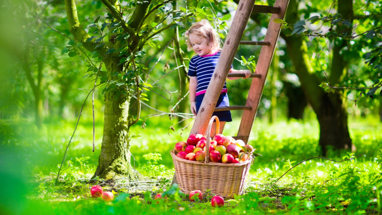 Child picking apples on a farm climbing a ladder