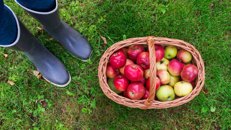 young woman in rubber boots with basket full of apples