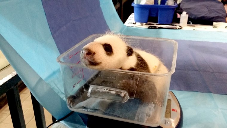 4.5 week-old giant panda cub