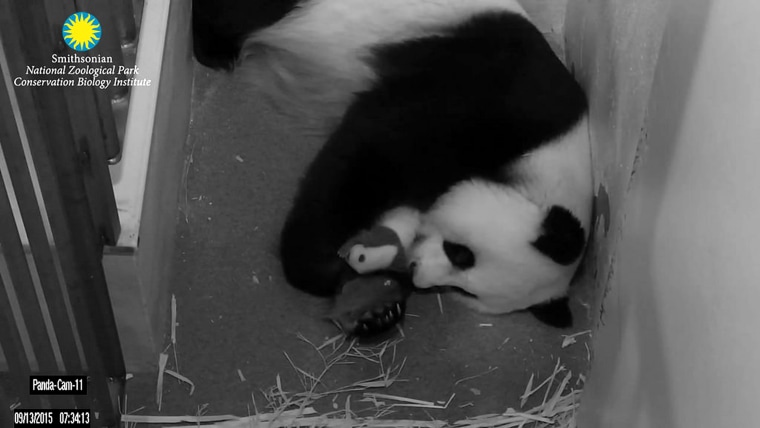 Mei Xiang and her cub Sept. 13, 2015