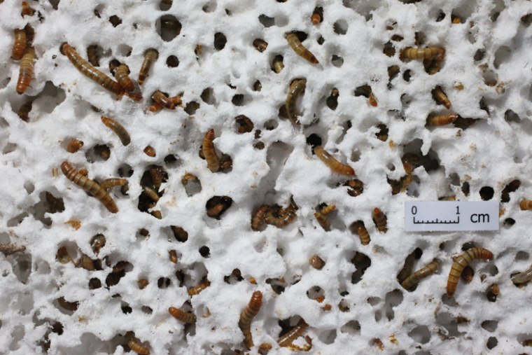 Mealworms feed on styrofoam during the experiment.