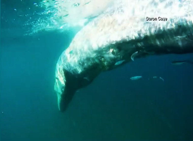 Image: California surfer has a close encounter with a 20-foot-long whale