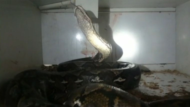 “A horror movie in real life,” says the woman who witnessed a python attack and called 911.