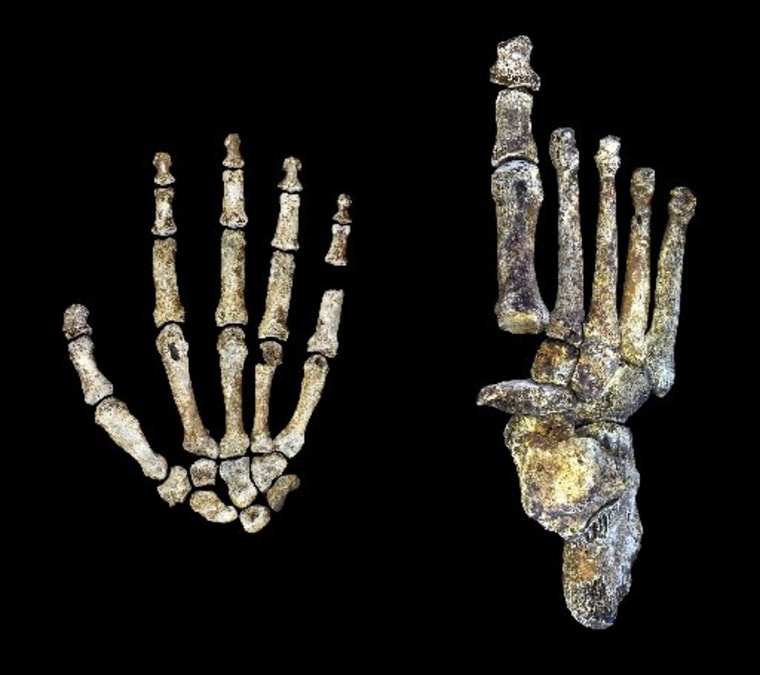 Image: Fossils of hand and foot of ancient human ancestor Homo naledi