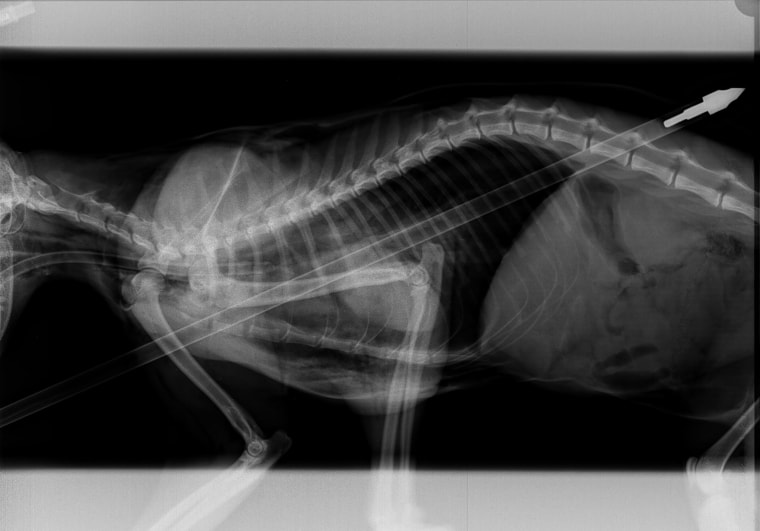 IMAGE: X-ray image of arrow in Michigan cat