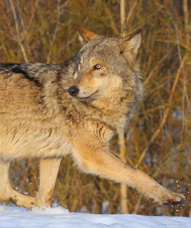 Image: A Chernobyl wolf