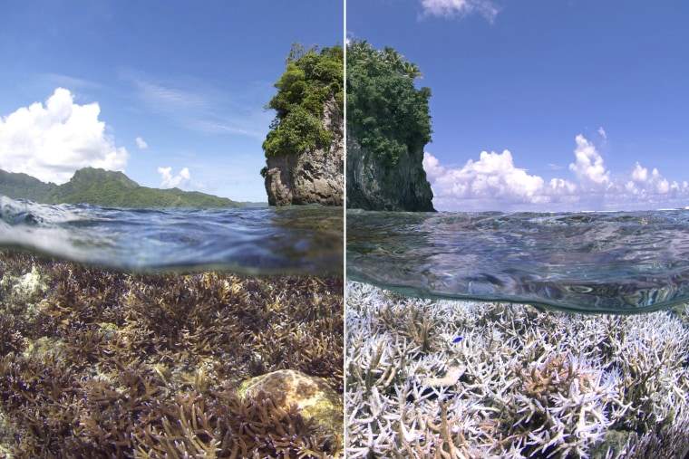 A before and after image of the bleaching in American Samoa. The first image was taken in December 2014. The second image was taken in February 2015 when the XL Catlin Seaview Survey responded to a NOAA coral bleaching alert.