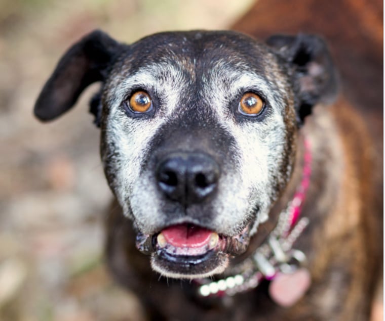 Fiona, a senior dog featured in the new book "My Old Dog"