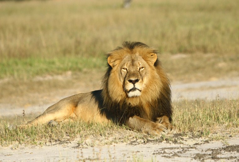 Undated picture of Cecil the lion in Zimbabwe.