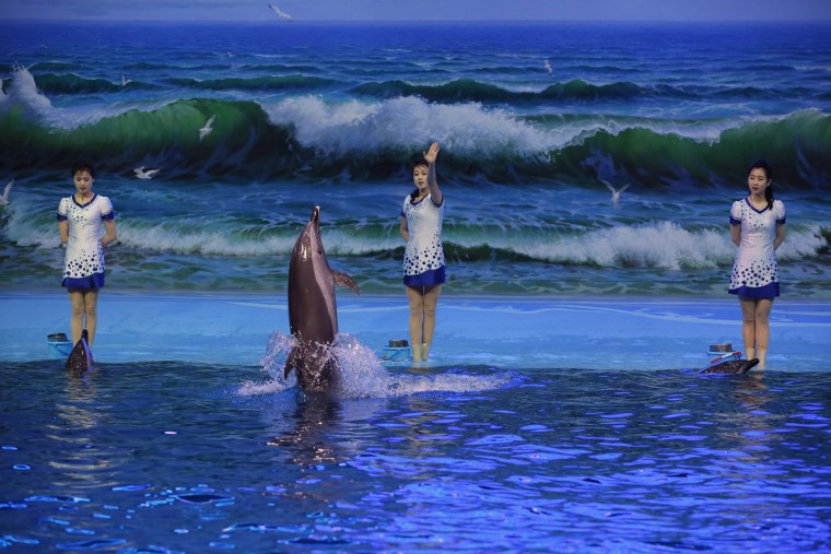 North Korean trainers direct dolphins at a dolphinarium in Pyongyang in 2014.