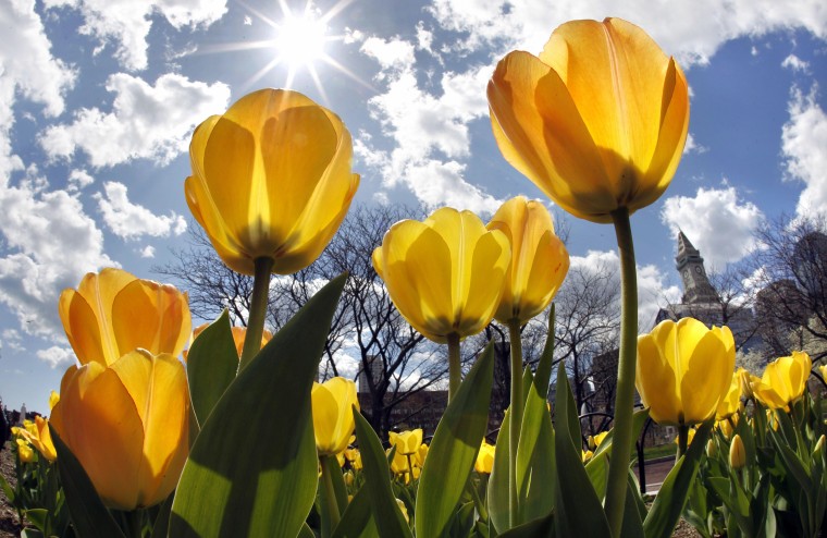 Image: Tulips