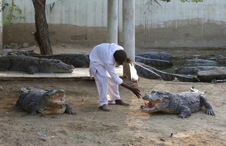 Image: Caretaker Khalifa Sajad feeds crocodiles