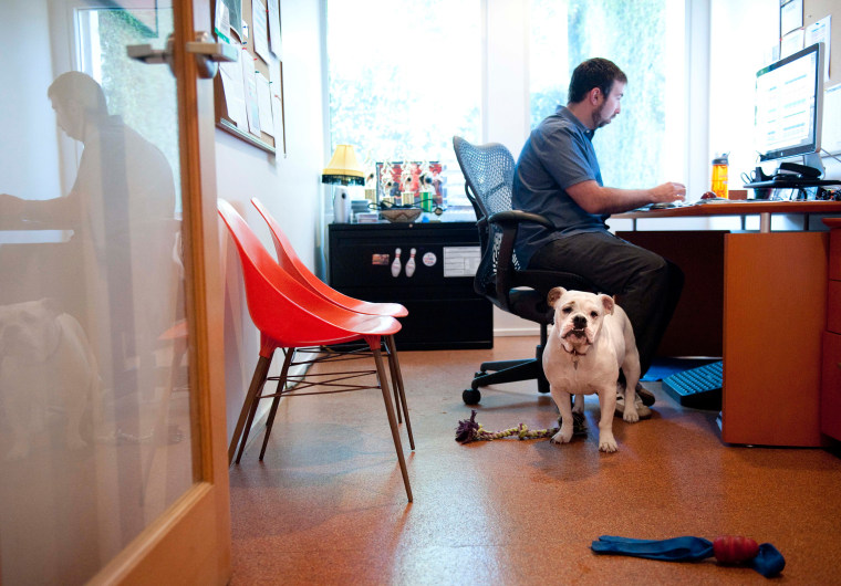 Image: Ginger, an English Bulldog, stands watch while at work with her owner 