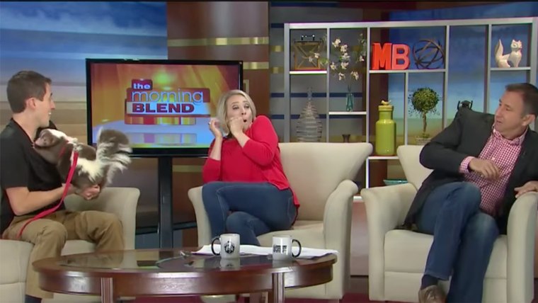 Morning Blend Flips Out After Skunk Spray Prank | Wildlife Encounters