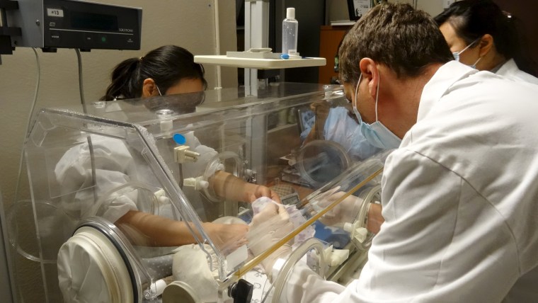 Image: Toronto Zoo workers care for new-born baby giant panda cubs in this handout photo