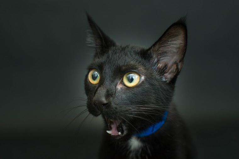Are black cats at a higher risk of not being adopted than other rescue animals?