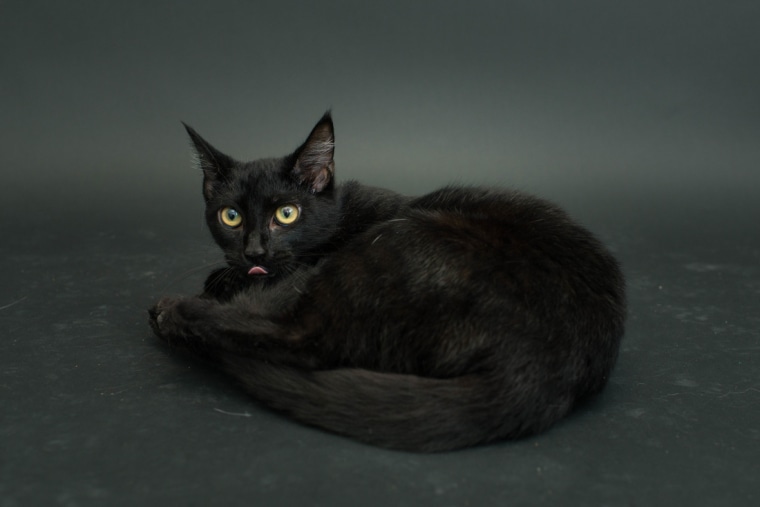 Pretty black cat has its picture taken at a Los Angeles shelter