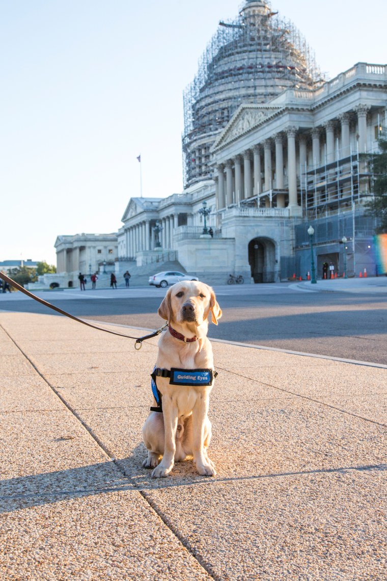 Wrangler on the road; Washington, DC