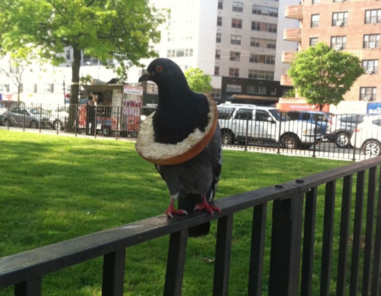 Bagel pigeon