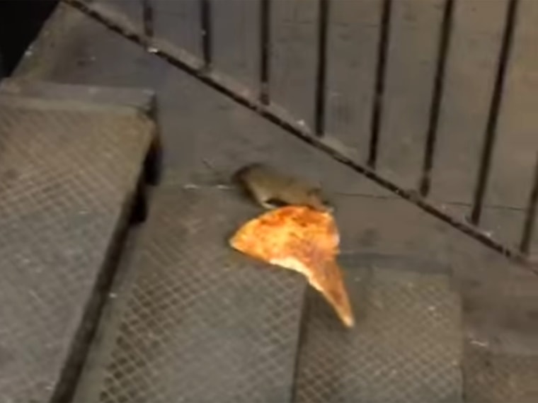 Pizza rat