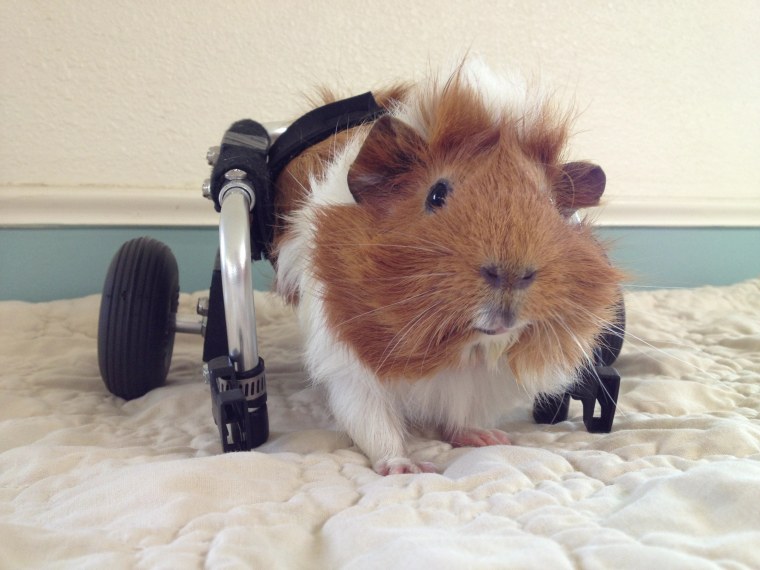 Guinea pig who uses wheelchair