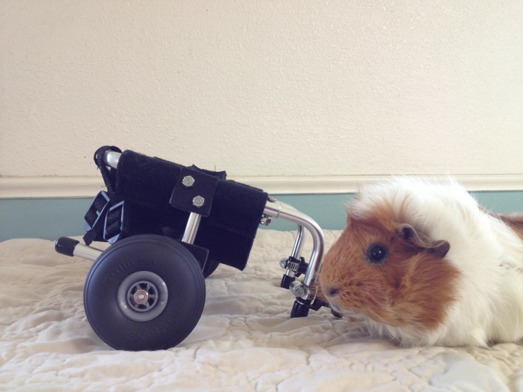 Guinea pig who uses wheelchair