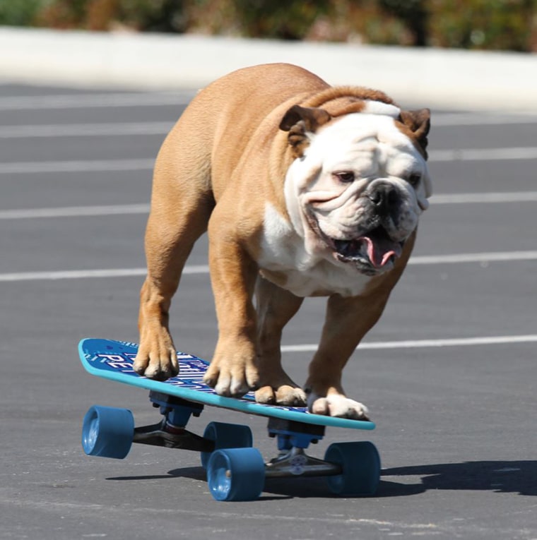 Tillman the skateboarding dog has died