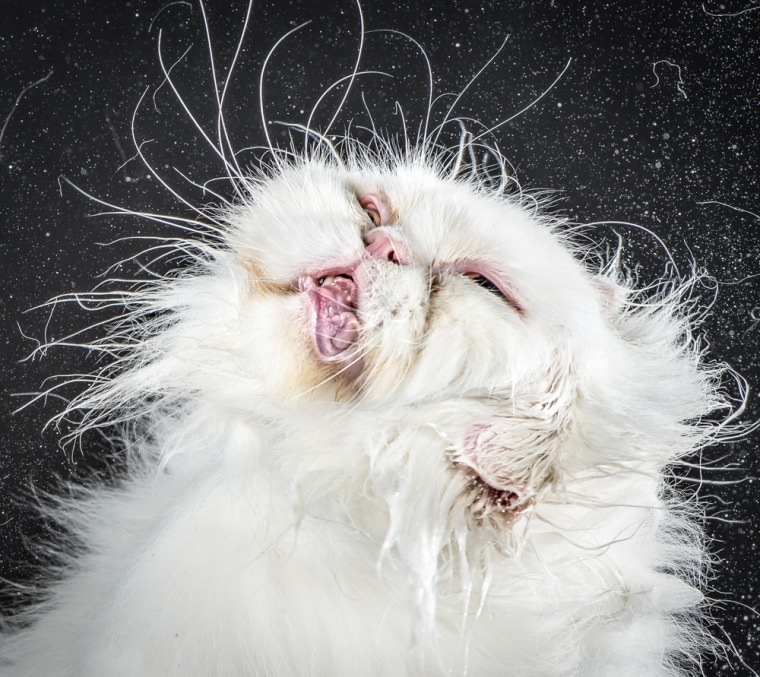 Carli Davidson takes portraits of rescue cats in hysterical poses in new book "Shake Cats"