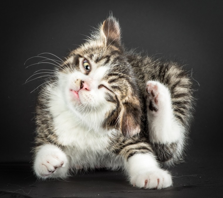 Carli Davidson takes photos of rescue cats in hilarious poses in new book "Shake Cats"