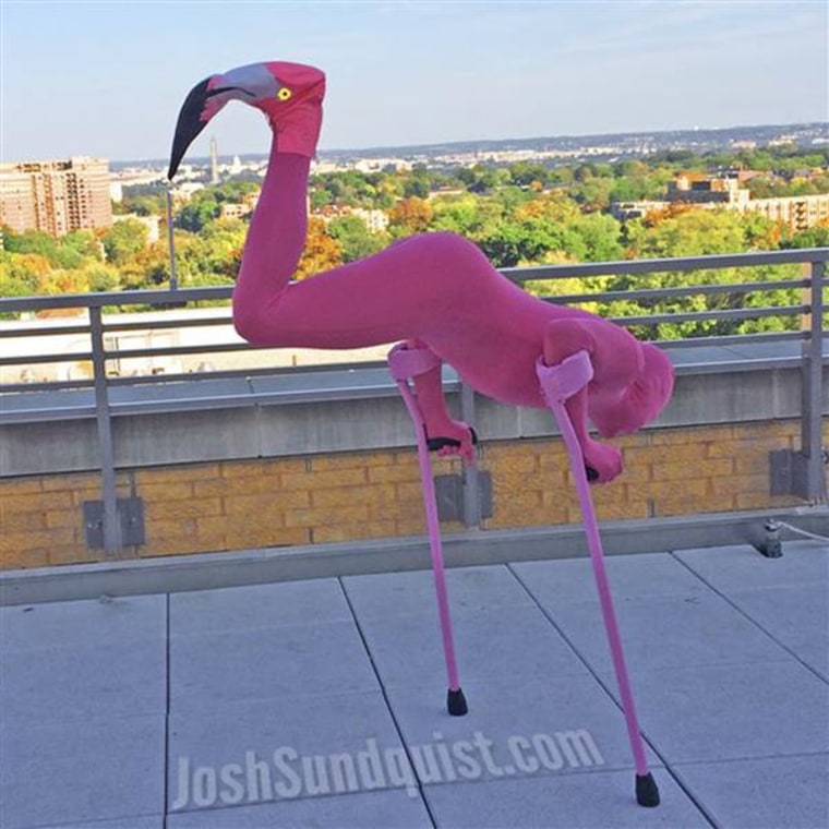 In 2013, Josh Sundquist observed Halloween as a flamingo.