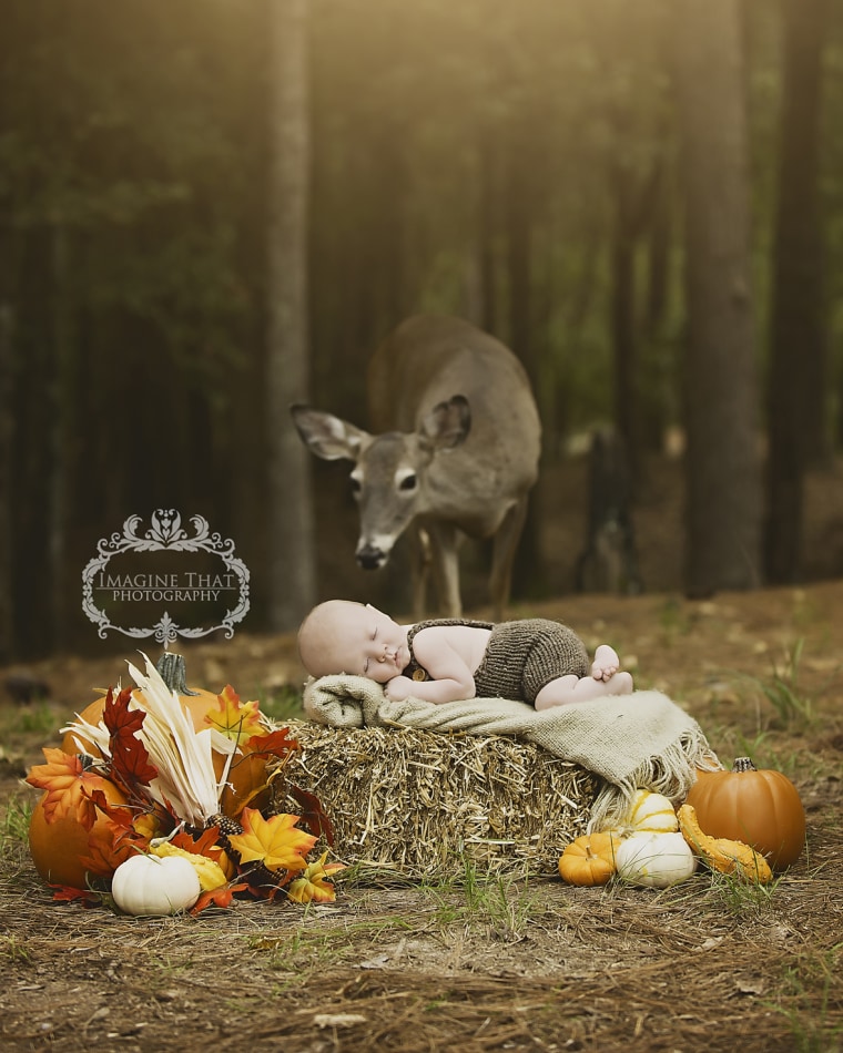 Deer in professional photo