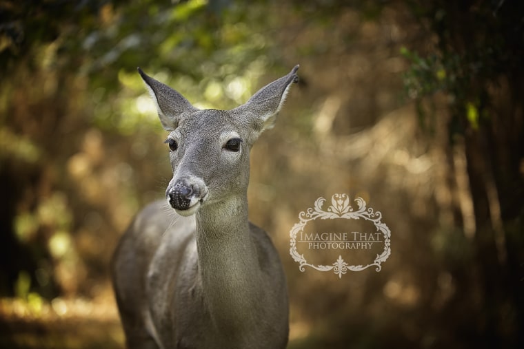 Deer in professional photo