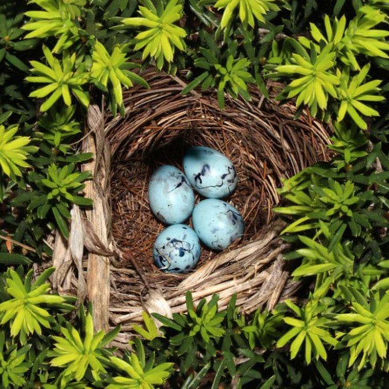 Robin eggs