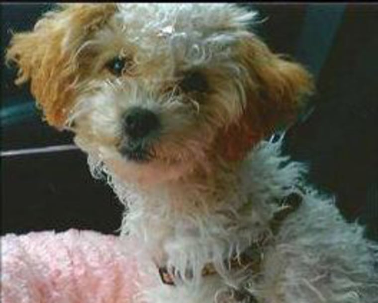 Bastian was last seen with her dog Coco, a small white and tan Maltipoo, who is also missing.
