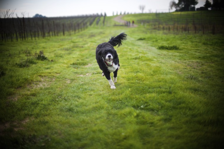 Trained dogs move about the orchard, sniffing for truffles.