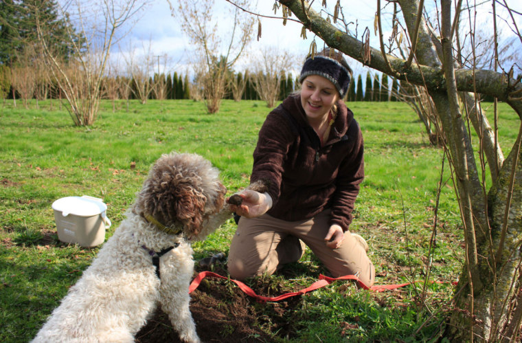 The Truffle Dog Company (TDC) leads training programs for dogs.