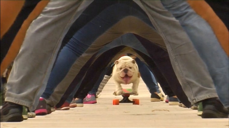 Otto, the skate bulldog.
