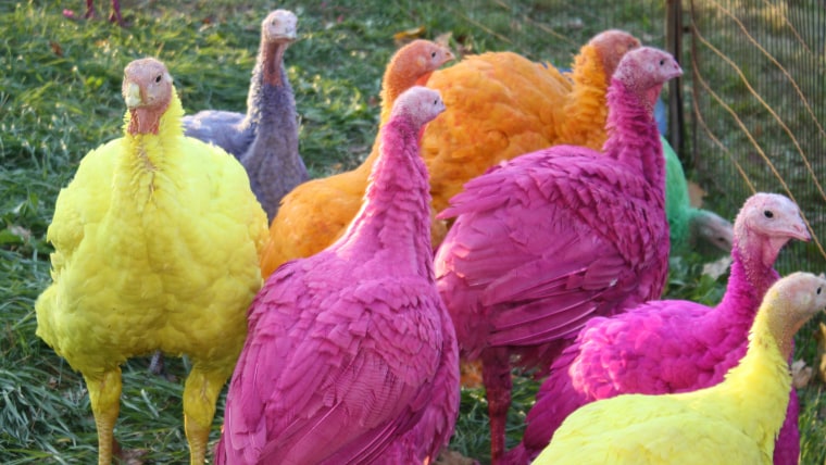 Colored turkeys