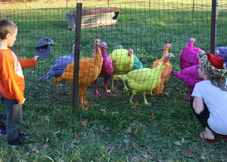 colored turkeys