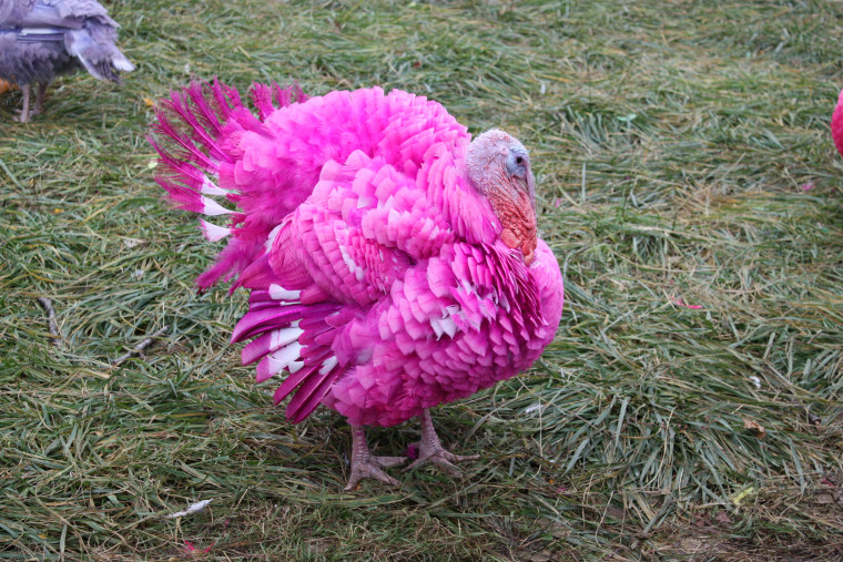 colored turkeys