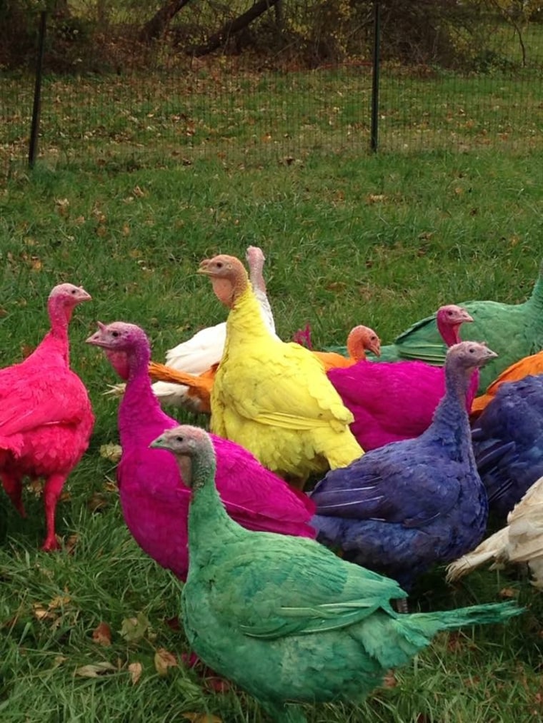 colored turkeys