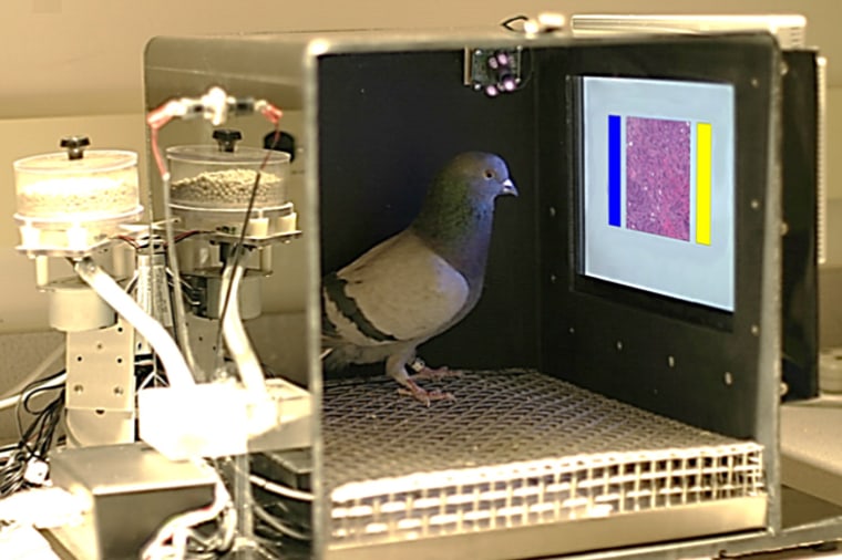 Image: Researchers at the University of California David and University of Iowa have trained pigeons to analyze tumor tissue
