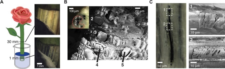 Diagram and magnified views showing the PEDOT wires in the rose's stem.