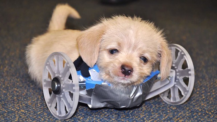 Because this little guy is so small, adustments need to be made to his new wheels. — with Karen Pilcher.