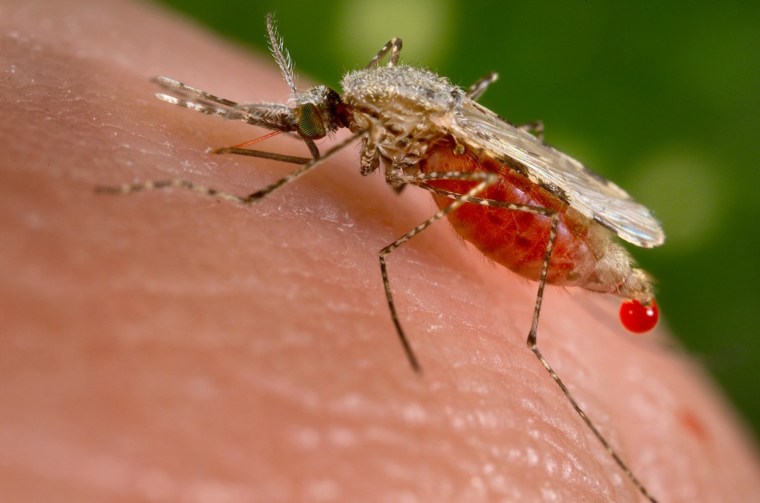 An Anopheles stephensi mosquito obtains a blood meal from a human host through its pointed proboscis. A known malarial vector, the species can found from Egypt all the way to China. 