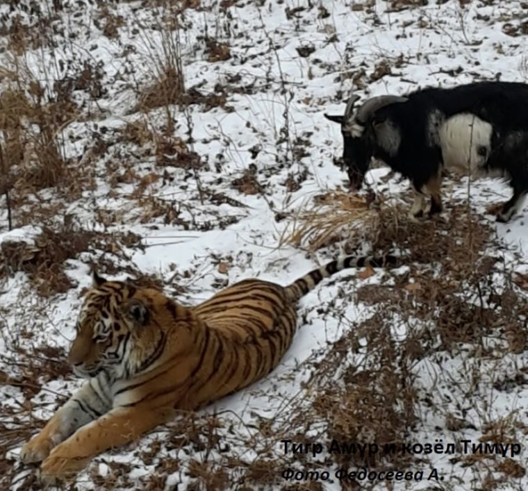 Image: Amur the tiger and Timur the goat