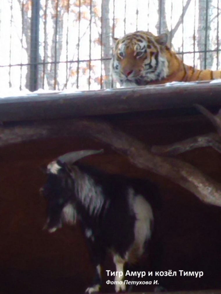 Image: Amur the tiger and Timur the goat