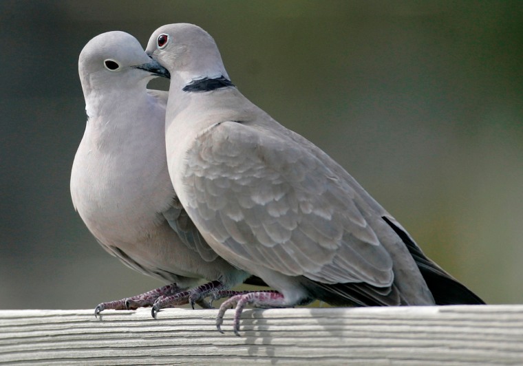 Image: Two turtle doves