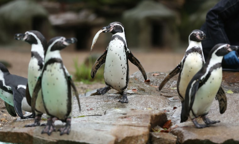 Image: Humboldt penguins