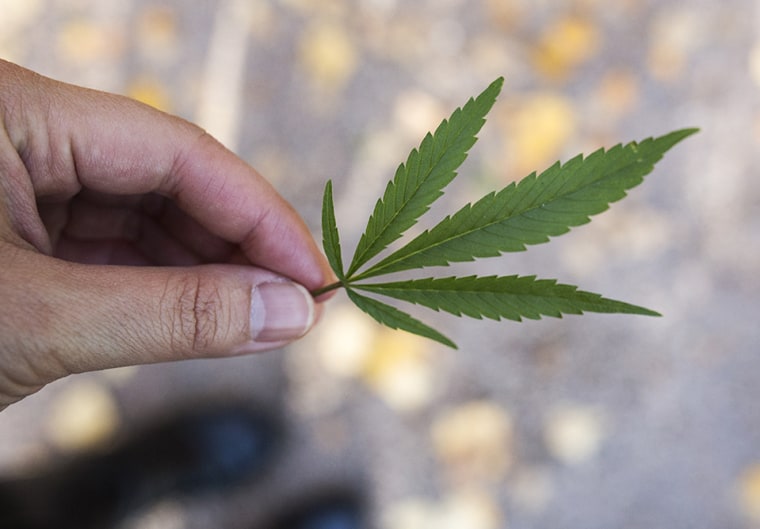 Monica Lo, co-founder of Asian Americans for Cannabis Education, holds a marijuana leaf.